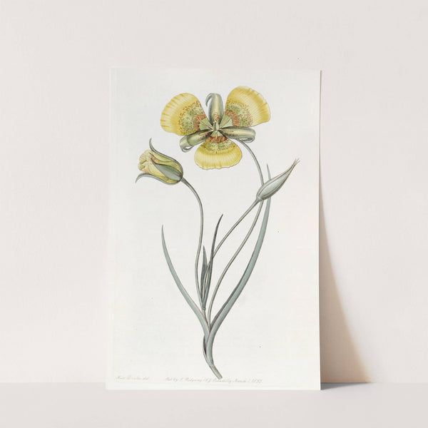 Yellow Calochortus by Sydenham Edwards
