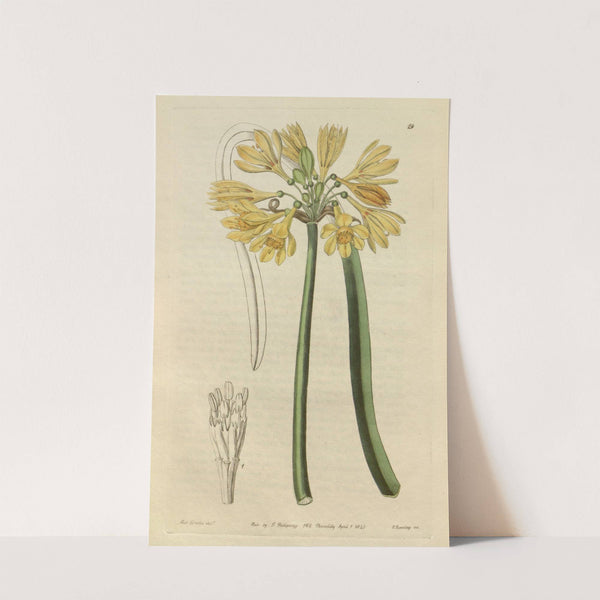 Yellow Calostemma by Sydenham Edwards
