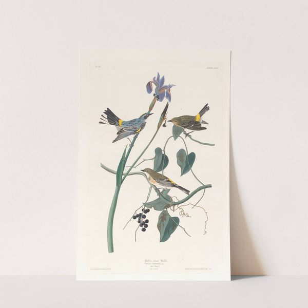 Yellow-crown warbler by John James Audubon