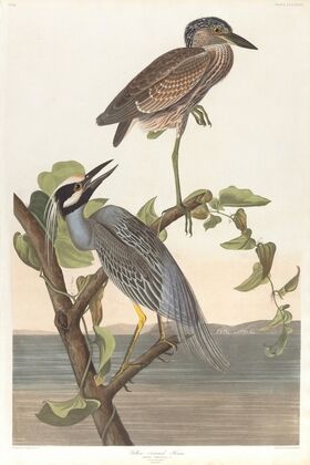 Yellow-crowned heron