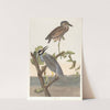 Yellow-crowned heron by John James Audubon