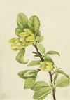 Yellow Cucumbertree (Magnolia cordata) (1922)