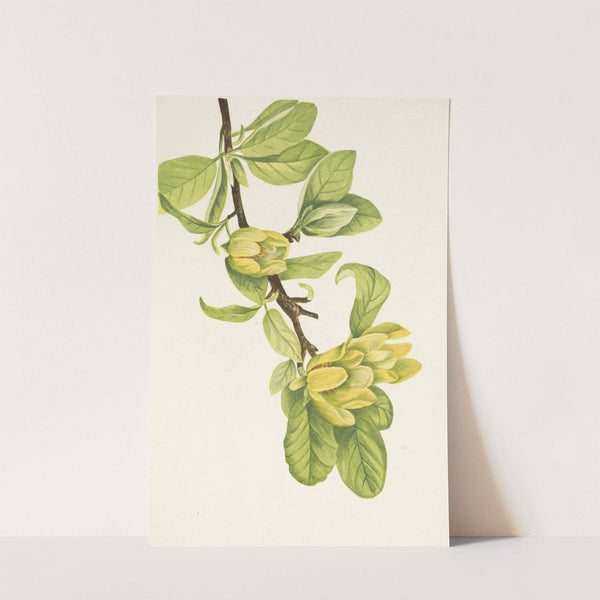 Yellow Cucumbertree. Magnolia cordata (1925) by Mary Vaux Walcott