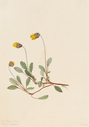 Schweinsaffe (Ca. 1905)