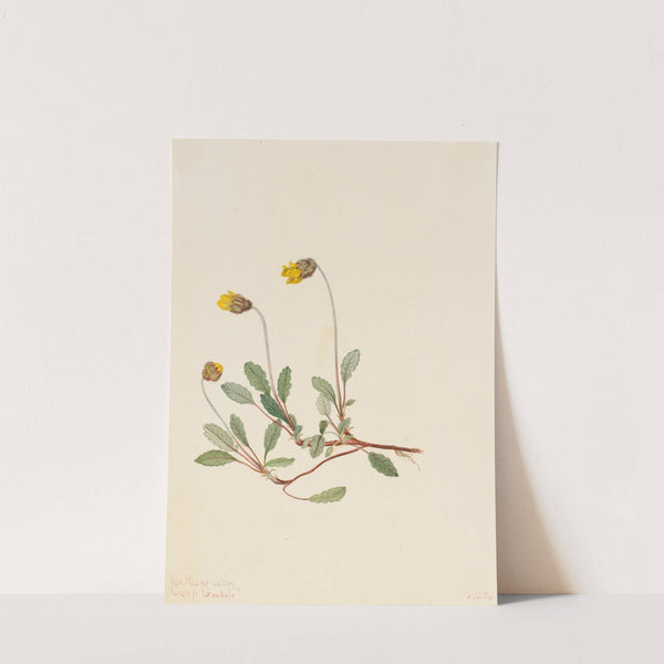 Yellow Dryad (Dryas drummondii) (1904) by Mary Vaux Walcott