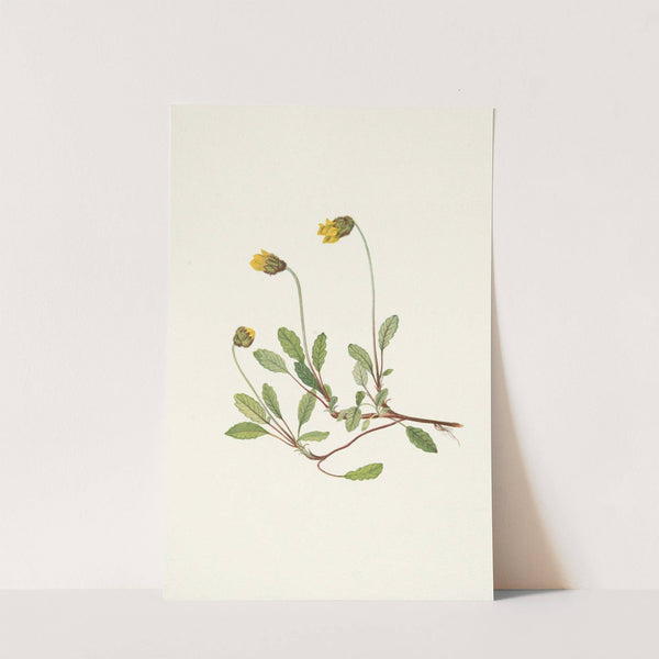 Yellow Dryad (flower). Dryas drummondii (1925) by Mary Vaux Walcott