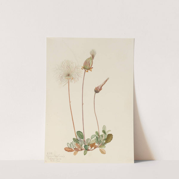 Yellow Dryad (fruit) (Dryas drummondii) (1920) by Mary Vaux Walcott