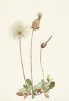 Yellow Dryad (fruit). Dryas drummondii (1925)