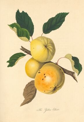 Yellow Elliot