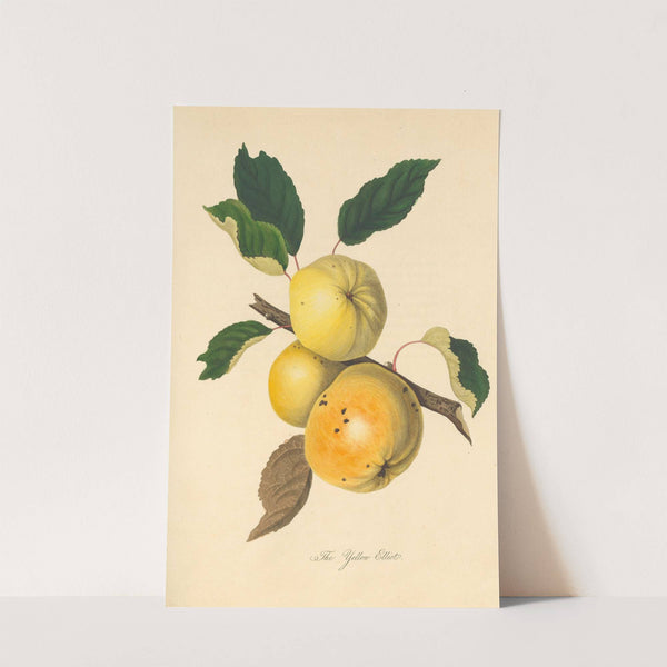 Yellow Elliot by Thomas Andrew Knight