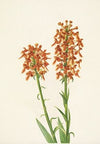 Yellow Fringeorchid. Habenaria ciliaris (1925)