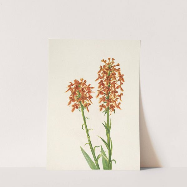 Yellow Fringeorchid. Habenaria ciliaris (1925) by Mary Vaux Walcott