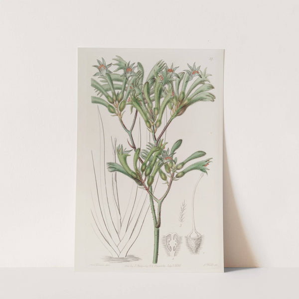 Yellow-haired Amigozanthus by Sydenham Edwards