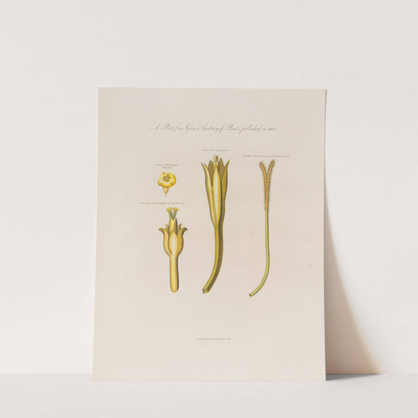 Yellow henbane (1799–1810) by Robert John Thornton