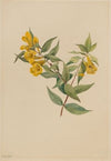 Yellow Jessamine (Gelsemium sempervirens) (1905)