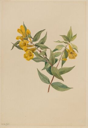 Yellow Jessamine (Gelsemium sempervirens) (1905)