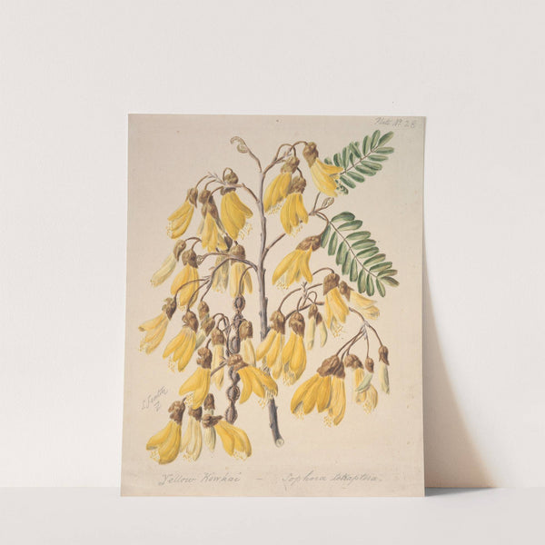 Yellow Kowhai by Sarah Featon