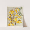 Yellow Kowhai - Sophora tetraptera. Plate 28 by Sarah Featon