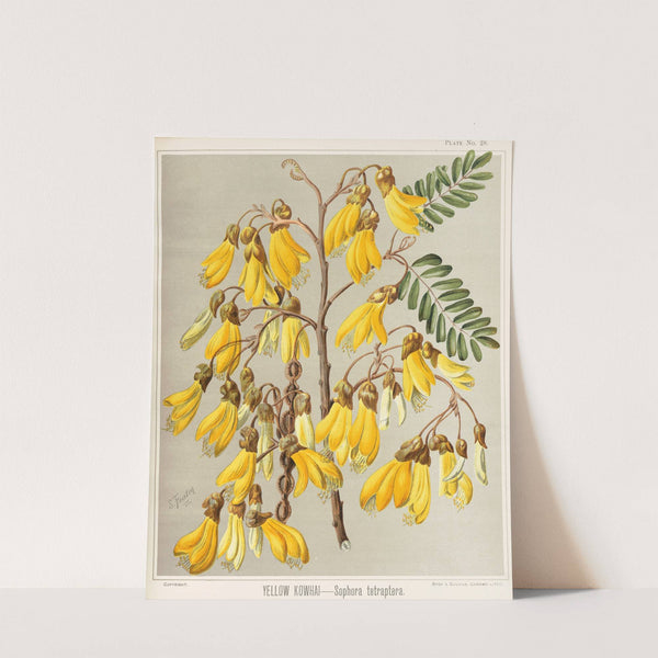 Yellow Kowhai - Sophora tetraptera. Plate 28 by Sarah Featon