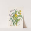 Yellow Lady’s Slippers, Large Blue Flag, Small Cranberry by Agnes Fitzgibbon