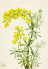 Yellow Lupine (Lupinis arboreus) (1933)