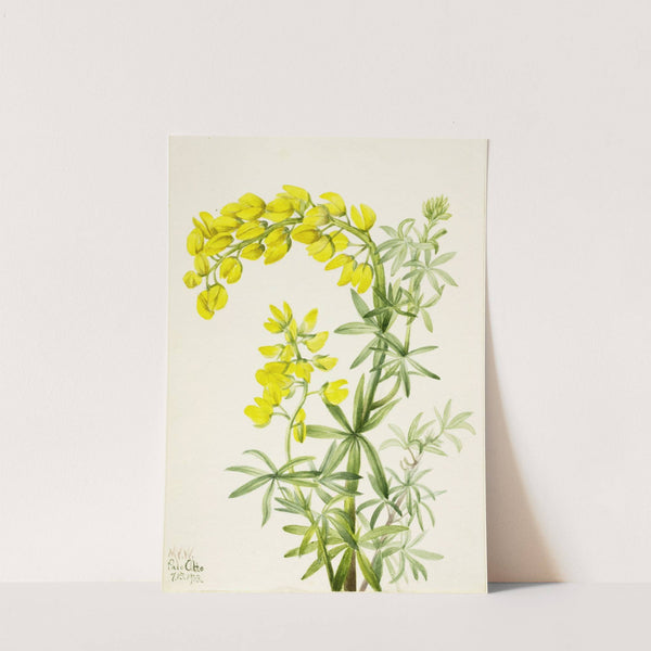 Yellow Lupine (Lupinis arboreus) (1933) by Mary Vaux Walcott