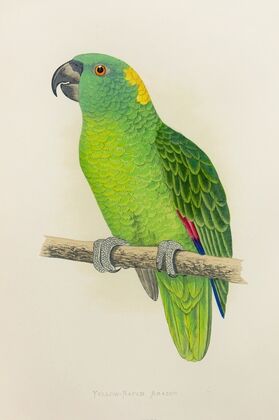 Yellow-Naped Amazon (1884-1887)