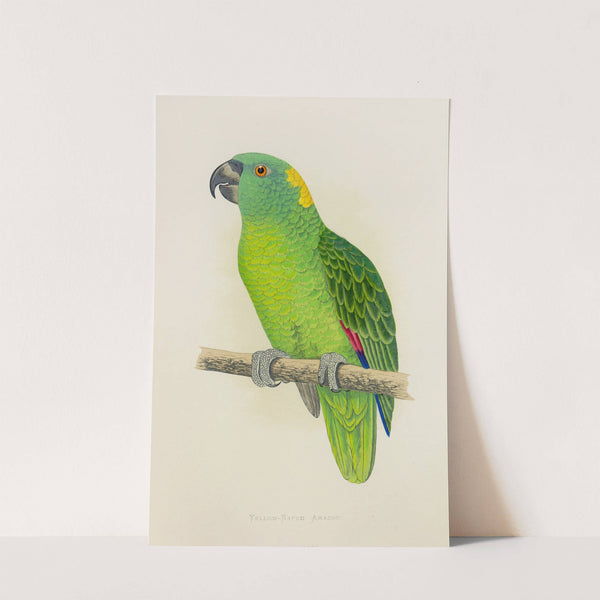 Yellow-Naped Amazon (1884-1887) by Alexander Francis Lydon