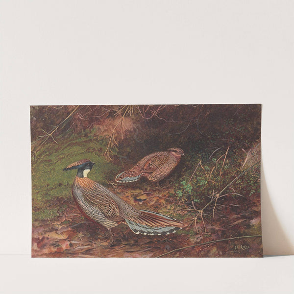 Yellow-Necked Koklass Pheasant by George Edward Lodge