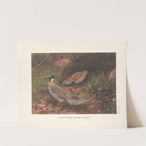 Yellow-necked Koklass Pheasants (Pucrasia xanthopila xanthopila). (1918-1922) by George Edward Lodge