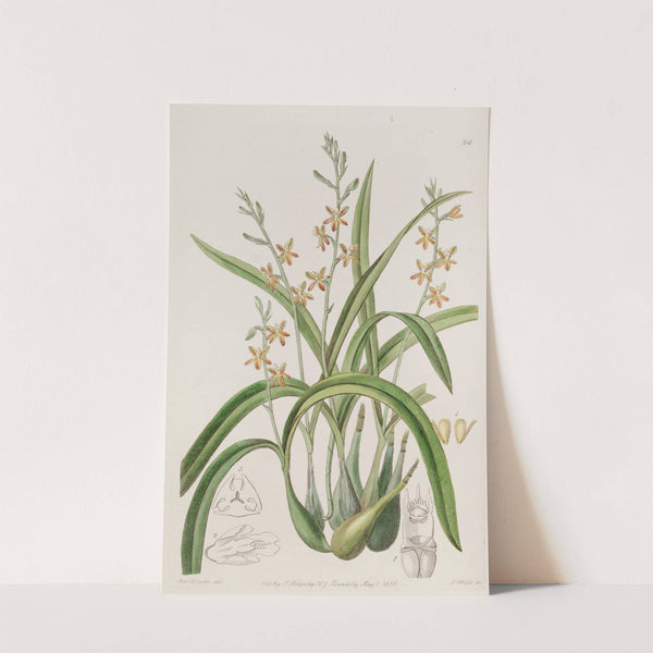 Yellow-Ochre-coloured Epidendrum by Sydenham Edwards
