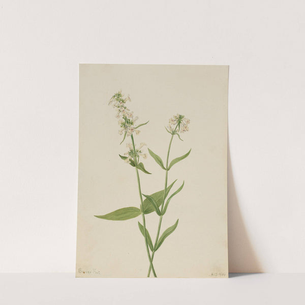 Yellow Pentstemon (Pentstemon confertus) (1904) by Mary Vaux Walcott