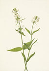 Yellow Pentstemon. Pentstemon confertus (1925)