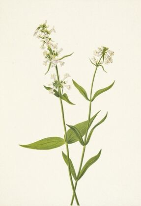 Yellow Pentstemon. Pentstemon confertus (1925)