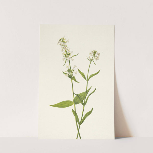 Yellow Pentstemon. Pentstemon confertus (1925) by Mary Vaux Walcott