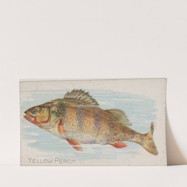 Yellow Perch (1889) by Allen & Ginter