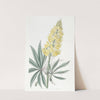 Yellow Perennial Lupine by Sydenham Edwards