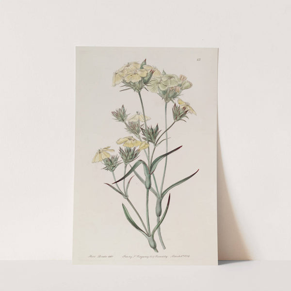 Yellow Pink by Sydenham Edwards