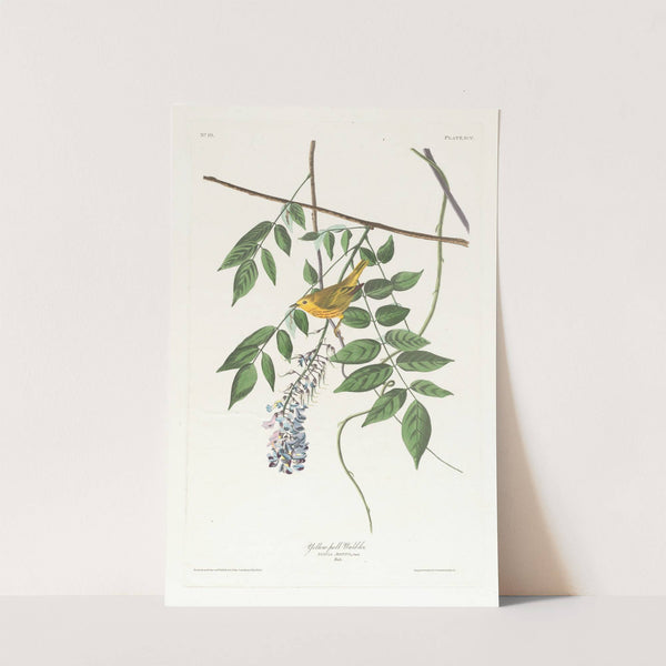 Yellow-poll warbler by John James Audubon