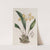 Yellow racemose Maxillaria by Sydenham Edwards