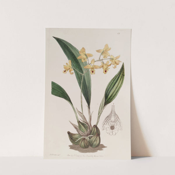 Yellow racemose Maxillaria by Sydenham Edwards