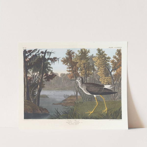 Yellow shank by John James Audubon