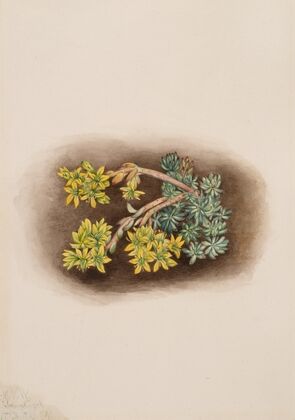 Yellow Stonecrop (Sedum stenopetalum) (1922)