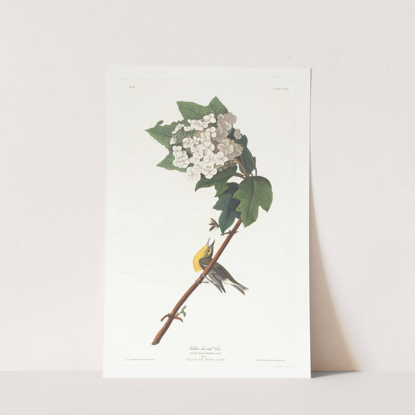 Yellow-throated vireo by John James Audubon