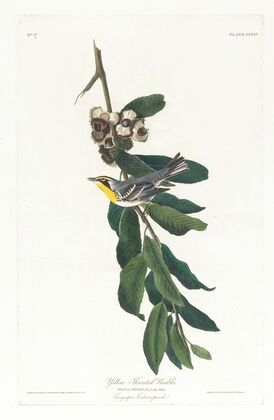 Yellow throated warbler