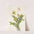 Yellow Troutlily. Erythronium americanum (1925) by Mary Vaux Walcott