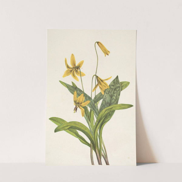 Yellow Troutlily. Erythronium americanum (1925) by Mary Vaux Walcott