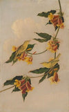 Yellow Warbler (1830-1833)