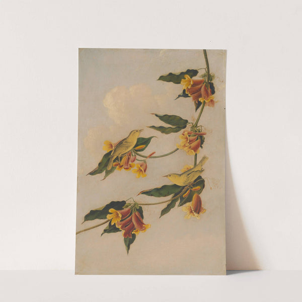 Yellow Warbler (1830-1833) by Joseph Bartholomew Kidd