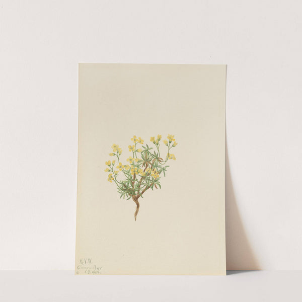 Yellow Willow Grass (1922) by Mary Vaux Walcott